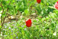 IMGP0691