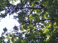 PA040434